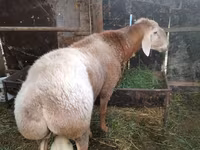Kambing jantan, Rambouillet sheep — foto 2