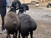 Domba jantan, Sheep — foto 5