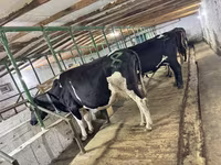 วัวตัวเมีย, Swiss cattle — รูปภาพ 1