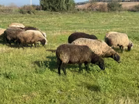 በግ, Sheep — ፎቶ 1