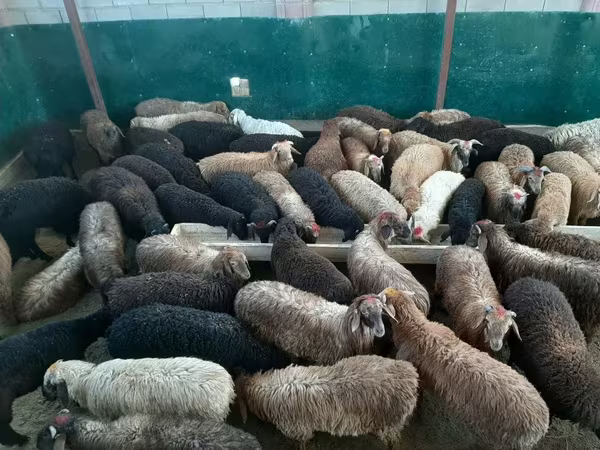 قوچ, گوسفند