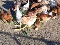 Chickens — รูปภาพ 4
