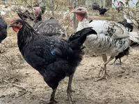 Chickens — عکس 3