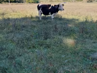 암소, Russian Black pied cattle — 사진 3