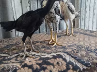 Chickens — 照片 5