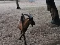 Caprone, Alpine goat — foto 3