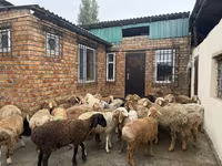 كبش, Rhon sheep — الصورة 6