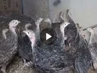 Guinea fowl — foto 1