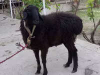 Kambing jantan, Sheep — foto 4