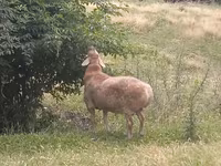 Qoç, Rhon sheep — foto 2