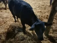 Lembu betina, Aberdeen-Angus — foto 6
