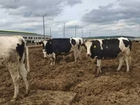 ძროხა, Russian Black pied cattle — ფოტო 7