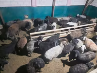 Ram, Schapen — foto 1