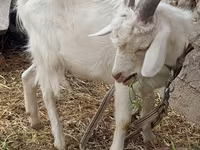 بز ماده, بز — عکس 6