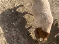 Kambing jantan, Dorper sheep — foto 8