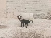 میش, Romanov sheep — عکس 2