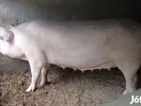مادہ سؤر, Крупная белая — تصویر 1