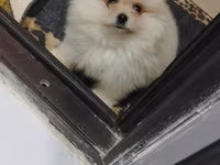 Pomeranian (Spitz) balası – krem/ağ rəngli, tükləri çox sıx və yumşaq — تصویر 2
