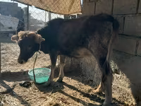 Cattle (batch, sex not specified), Cattle — photo 2