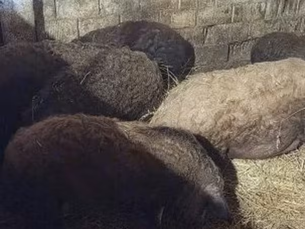Scrofa, Мангалица