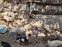 Ducks — zdjęcie 4