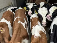 Skot (série, pohlaví neuvedeno), Russian Black pied cattle — foto 7