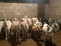 Ziege, Beetal goats — Foto 2