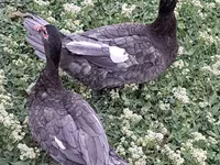 Ducks — foto 6