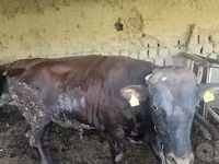 Býk, Red Estonian cattle — foto 7