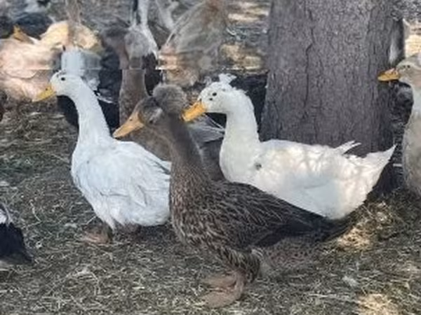 Crested — Hungary