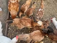 Chickens — Foto 2