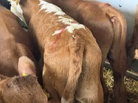 گاو و گوساله (گروه، جنسیت مشخص نشده), Simmental cattle — عکس 1