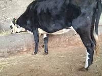 Үнээ, Latvian Blue cattle — 4 зураг
