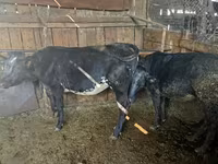 Mucca, Blu Belga — foto 2