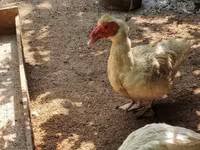 Nemački pekin — fotografija 2