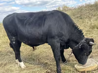ወንድ በሬ, Aberdeen-Angus — ፎቶ 1