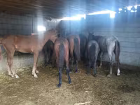 Cheval, Chevaux — photo 3