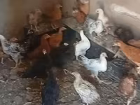 Chickens — عکس 1