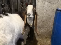 Kozel, Kamori goats — foto 3