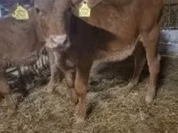 ላም, Limousin cow