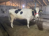 วัวตัวเมีย, พันธุ์โฮลชไตน์ — รูปภาพ 2