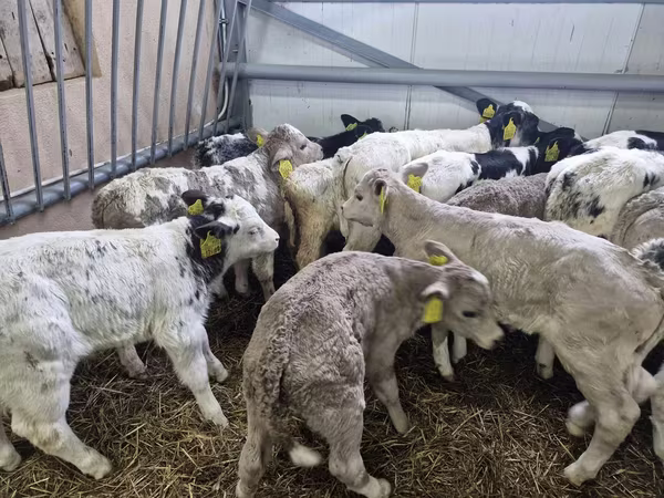 公牛, Simmental cattle