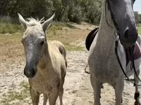 பெண் குதிரை, Lipizzaner — புகைப்படம் 3