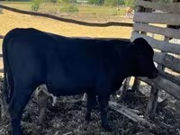 Bulle, Simmental cattle — Foto 6