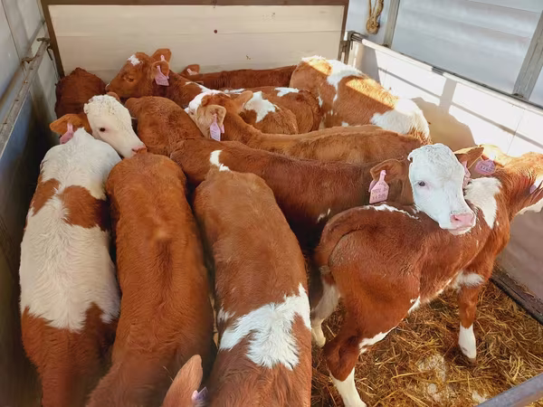 Bulle, Simmental cattle