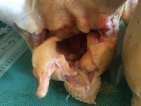 Taiem Cucos de casa la comanda — foto 3