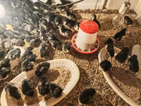 Australorp — photo 3
