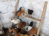 Chickens — sawirka 2