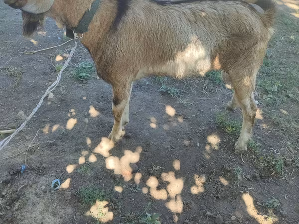 公山羊, Goats