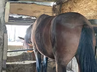 Merrie, Paarden — foto 2